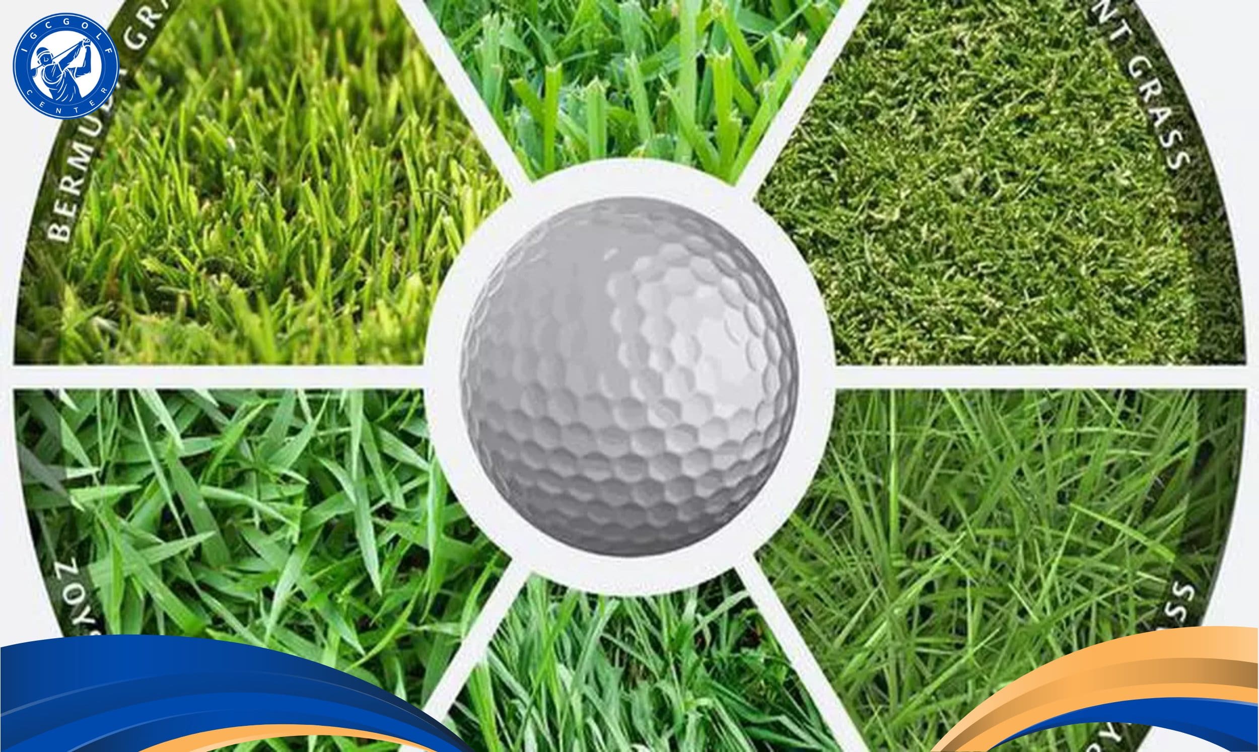 Top 6 loại cỏ sân golf phổ biến và kỹ thuật chăm trồng CHUẨN